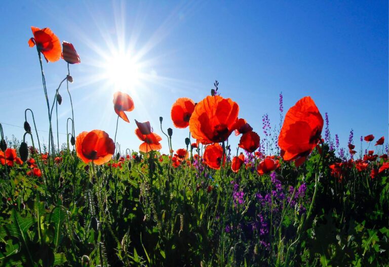 Bloemen van de bloemist haal je hier
